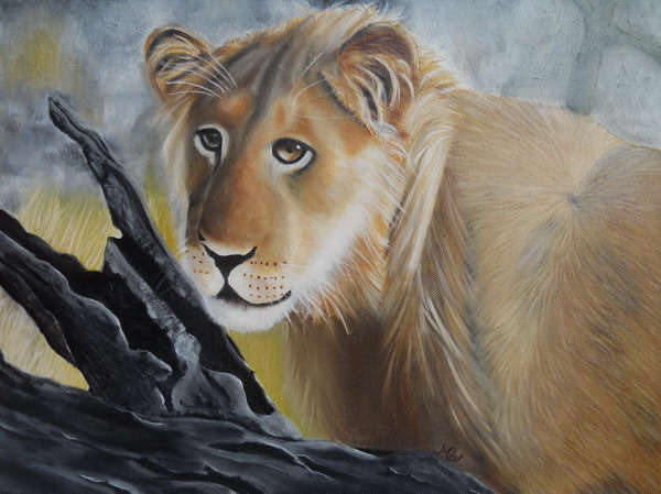 painting, South African Lion, oil on canvas, 14 x 18 ins