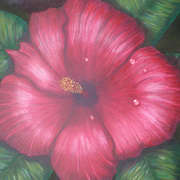 Hibiscus