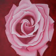 Pink Rose on Red