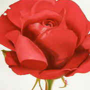 Red Rose