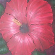 Shiny Hibiscus