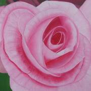 Small Pink Rose
