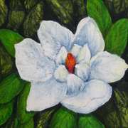 Magnolia,Beeswax