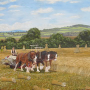 A Field of Irish Wheat