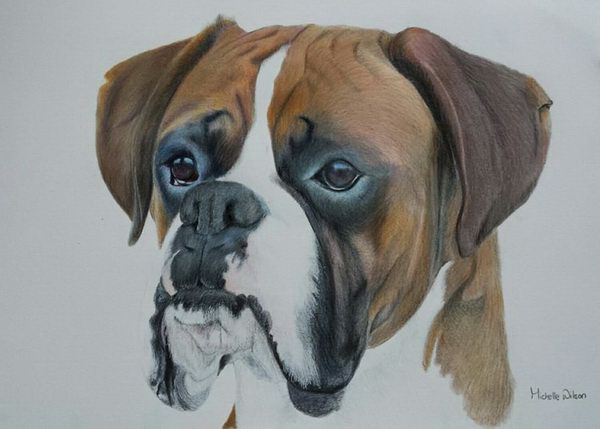 painting, Boxer, coloured pencils, a4