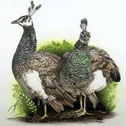 Peacock Girls