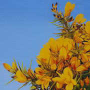 Yellow Gorse