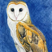 Barn Owl Barn Owl