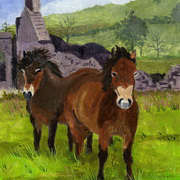 Connemara Ponies Connemara Ponies