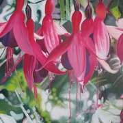 Blossom Fuchsias Blossom Fuchsias