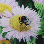 Bumble 5 Bumble 5