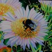 Bumble Bee 4 Bumble Bee 4