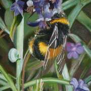 Bumblebee no. 1 Bumblebee no. 1
