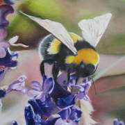 Bumblebee no. 2 Bumblebee no. 2