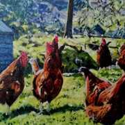 Chickens 1 Chickens 1