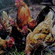 Chickens 2 Chickens 2