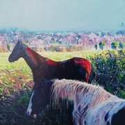 Horses Cooling Horses Cooling