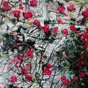 Powerscourt Climbing Rose 2 Powerscourt Climbing Rose 2