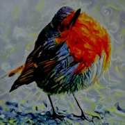 Robin 4 Robin 4