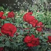 Rose Garden Rose Garden