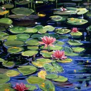 Water lilies Water lilies