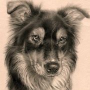 Artwork, Little Collie, 