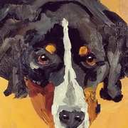 Bernese Dog