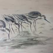 Godwits fishing for lugworms