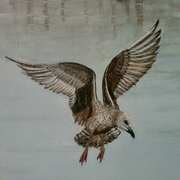 Herring gull in Harbour