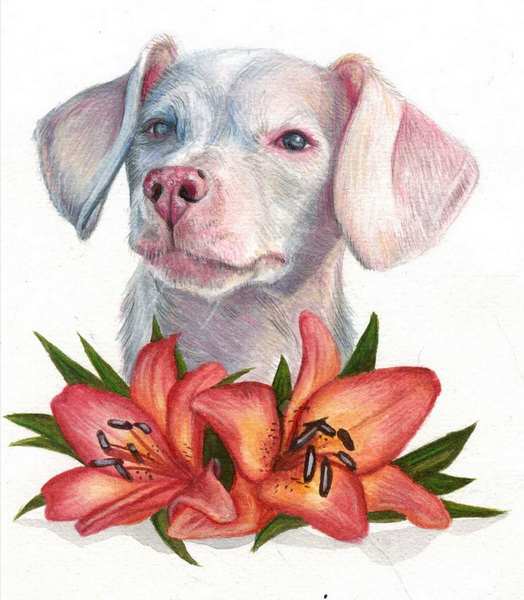 painting, Pink Piglet the Puppy with Lilies, watercolour and coloured pencil, A5