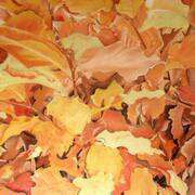 Autumn 2 Autumn 2