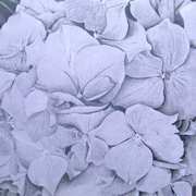 Hydrangea Hydrangea