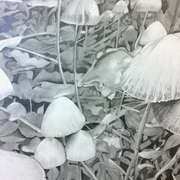 Mushrooms Mushrooms