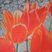 Orange tulips against the wall Orange tulips against the wall