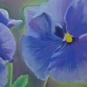 Pansies Pansies