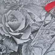 Petite Rose Petite Rose