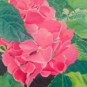 Pink Hydrangea Pink Hydrangea
