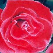 Red Rose Red Rose